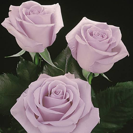 OCEAN SONG ROSES