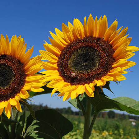 Sunflowers 5 Stems