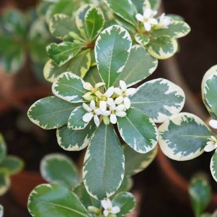 variegated pittosporum